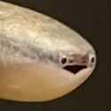 185 KB
