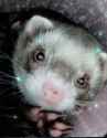531 KB