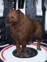 1.13 MB