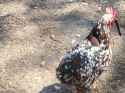 1.45 MB