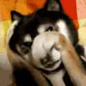 871 KB