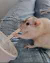 339 KB