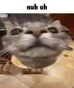 445 KB