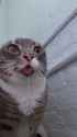 2.43 MB