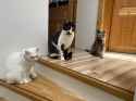 2.3 MB