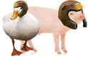 quack hampions