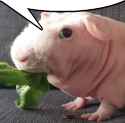 guinea pig speak