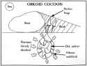 ork-reproduction