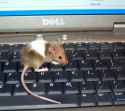 mmo mouse