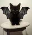 batcat