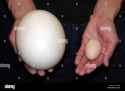 comparison-of-size-ostrich-egg-and-hen-egg-AY78CE