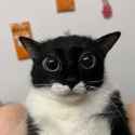 retarded looking cat
