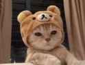 proudcat