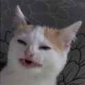 confusedcat