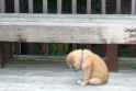 Sad Puppy