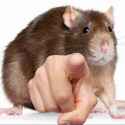 rat