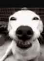 dog-happy