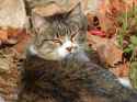 cat-1040709_1280