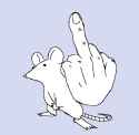 rat
