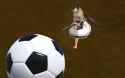 BALL