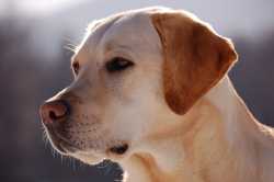 Labrador_Retriever_portrait