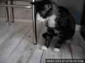hairball[1]