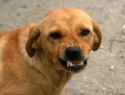 angry-dog-3