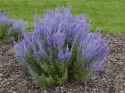 sage