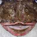 monkfish-face-2