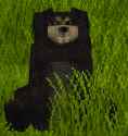 bear