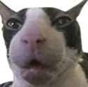 1735927115785853