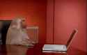 monkey-throws-pc-compressor.gif