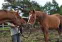 733 KB