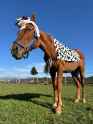 3.68 MB