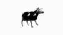 polish-cow-icegif