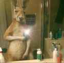 Kangaroo selfie