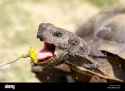 captive-adult-male-california-desert-tortoise-eating-dandelion-PE2XJG[1]