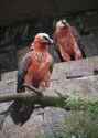 1058300-2126x2953-iphone-hd-bearded-vulture-background-image