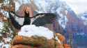 a1_2864_1_california-condor_madison_roberts_kk[1]