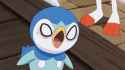 angry-piplup