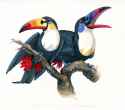 1673921419.windfalconart_toucannon_sm