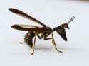 Climaciella_brunnea_-_Wasp_Mantidfly