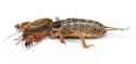 Mole_cricket02