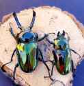 rainbow stag beetle