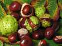 Aesculus_hippocastanum_fruit