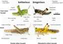 Difference-between-solitarious-and-gregarious-phases-of-desert-locusts-Schistocerca