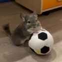 images (1)