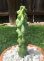 titty cactus