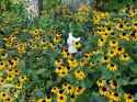 mimikyu in the flowers