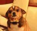 worried_dog